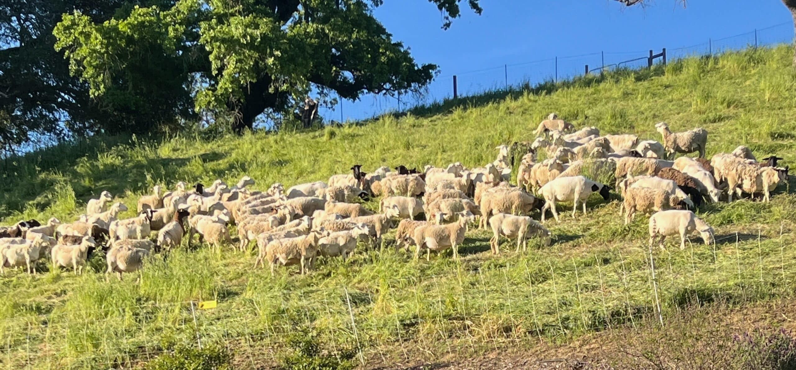 Grazing above pool