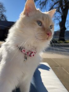 A fluffy white cat with light orange markings and blue eyes sits outdoors in the sunlight, wearing a pink heart-patterned collar with a bell. This charming scene makes a purrfect cover for our Feb 2025 Newsletter. Trees and a building blur in the background.