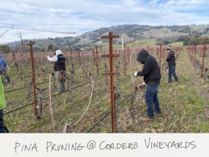 Workers in hooded jackets prune grapevines in a vineyard on a cloudy day, surrounded by rolling hills. A handwritten note at the bottom reads, "Pina Pruning @ Cordero Vineyards." Newsletter update for Feb 2025.