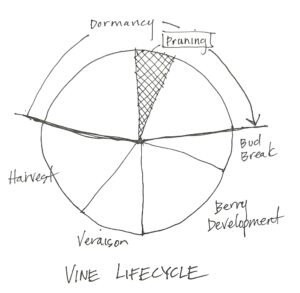 Hand-drawn pie chart titled "Vine Lifecycle," featured in the Feb 2025 Newsletter, showing Dormancy, Bud Break, Berry Development, Veraison, and Harvest stages. Pruning is marked as a shaded wedge within the Dormancy section.